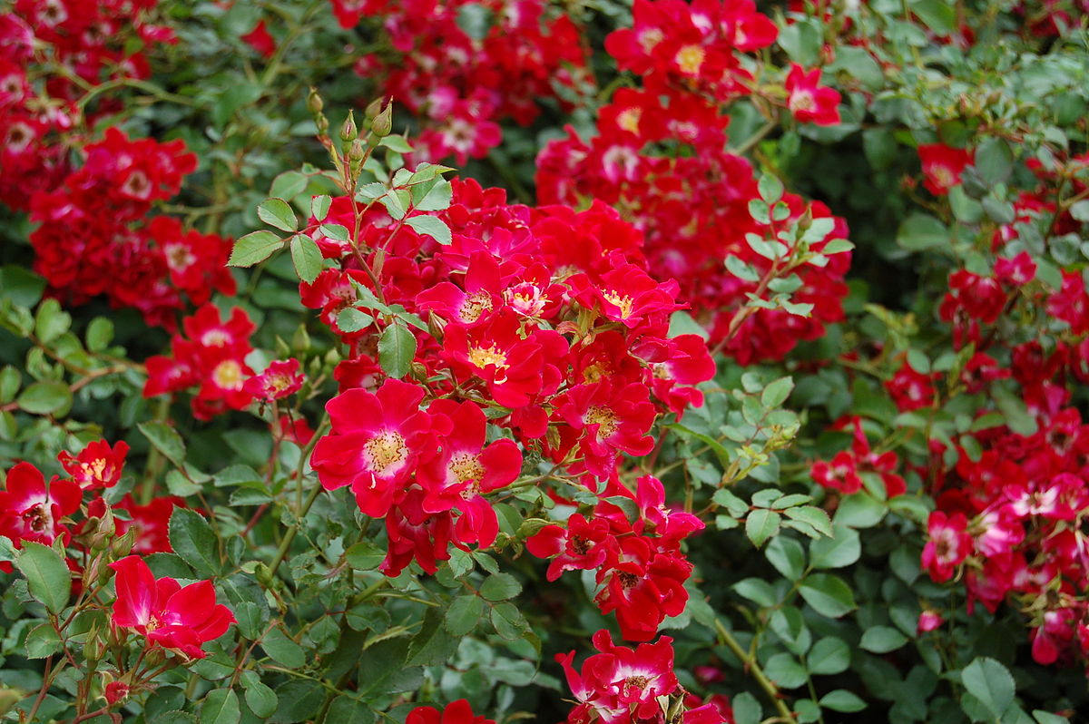 Rosa 'Red Meidiland'